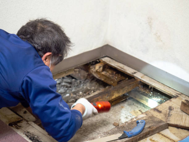 Best HVAC Mold Inspection and Cleaning  in Phelan, CA